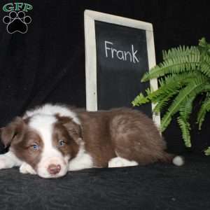 Frank, Border Collie Puppy