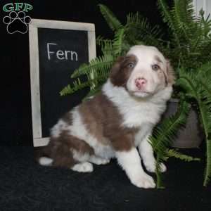 Fern, Border Collie Puppy