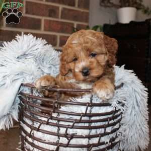 Katie, Cockapoo Puppy