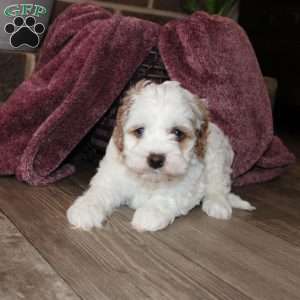 Kenny, Cockapoo Puppy