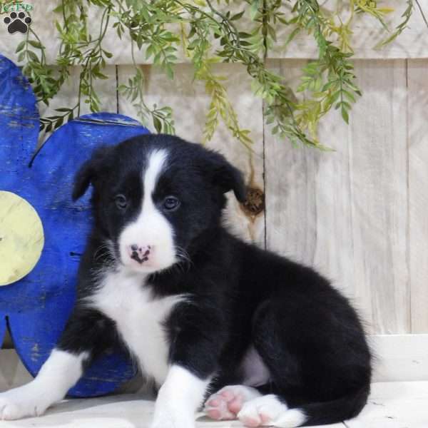 Prince, Border Collie Puppy