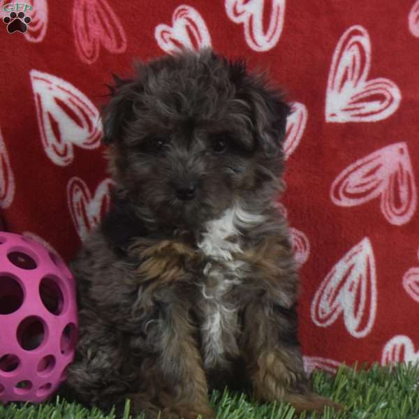 Sasha, Aussiedoodle Puppy