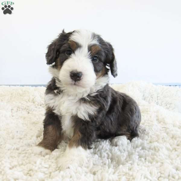 Travis, Mini Bernedoodle Puppy