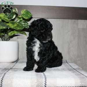 Molly, Miniature Poodle Puppy