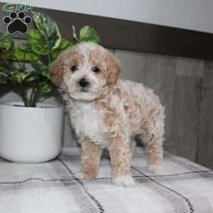 Dolly, Miniature Poodle Puppy