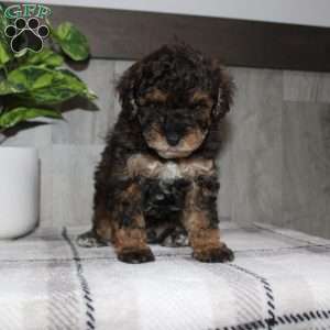 Jolly, Miniature Poodle Puppy