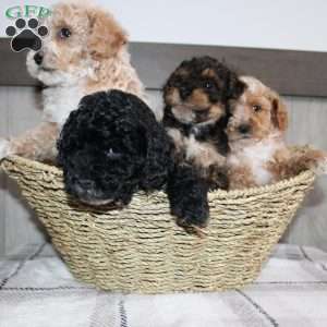 Jolly, Miniature Poodle Puppy