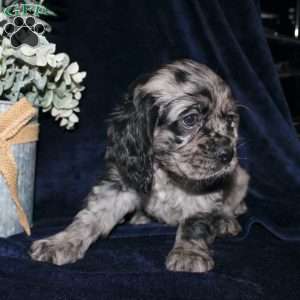 Lacey, Cocker Spaniel Puppy