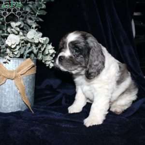 Lucas, Cocker Spaniel Puppy