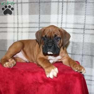 Snoopy, Boxer Puppy