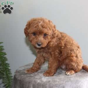 Joanna, Mini Aussiedoodle Puppy