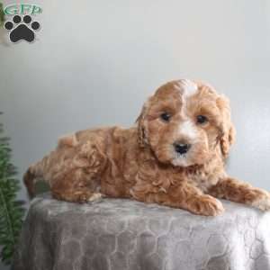 Janey, Mini Aussiedoodle Puppy