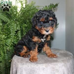 Julie, Mini Aussiedoodle Puppy