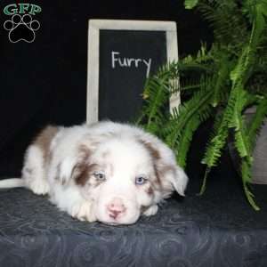 Furry, Border Collie Puppy