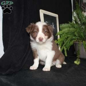 Frank, Border Collie Puppy