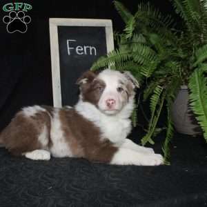 Fern, Border Collie Puppy