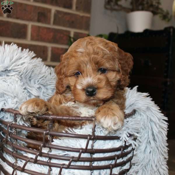 Katie, Cockapoo Puppy