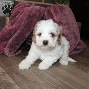 Kenny, Cockapoo Puppy