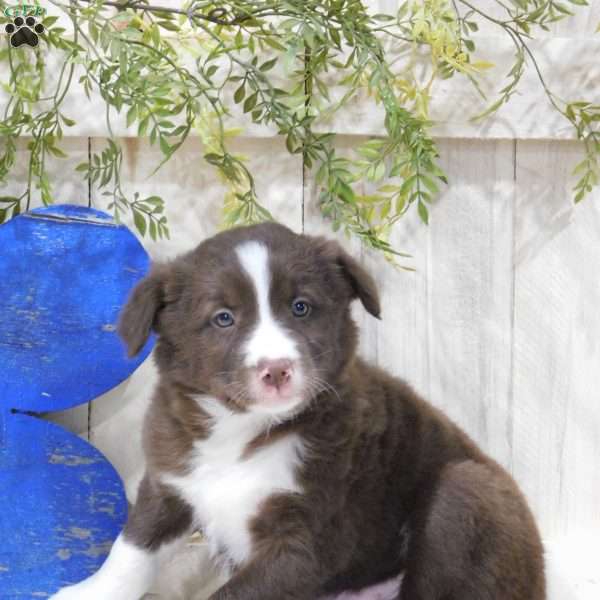 Jefferson, Border Collie Puppy