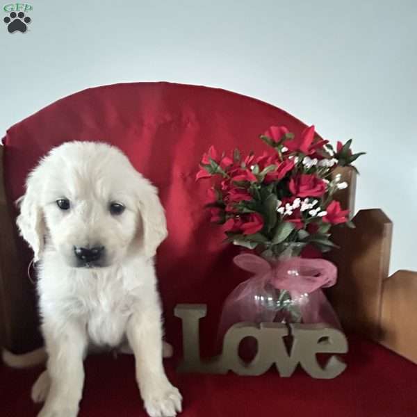 Cooper, English Cream Golden Retriever Puppy