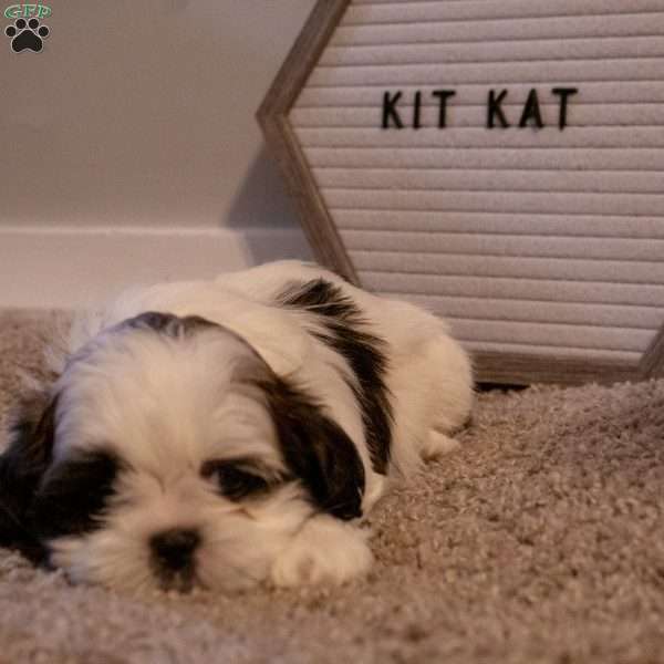 Kit Kat, Shih Tzu Puppy