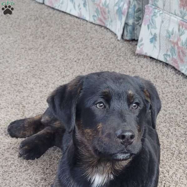 Joey, Labrador Mix Puppy