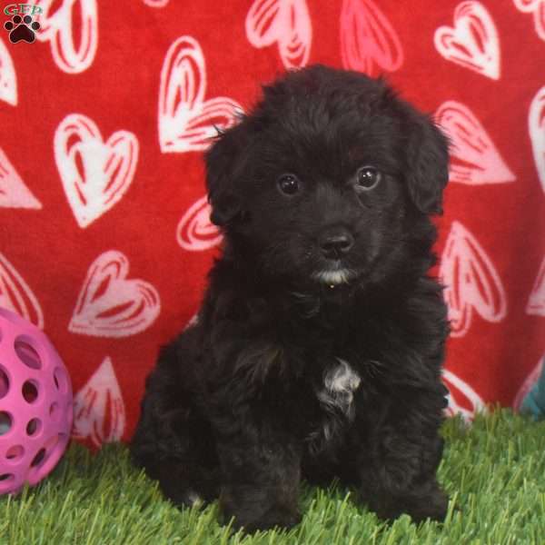 Quincy, Aussiedoodle Puppy