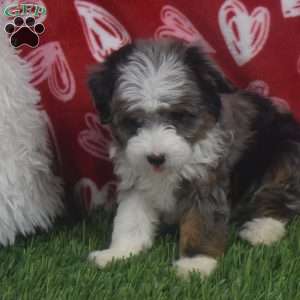 Kyra, Aussiedoodle Puppy