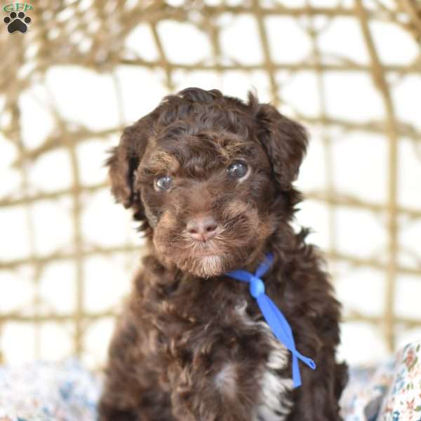 Voution, Miniature Poodle Puppy