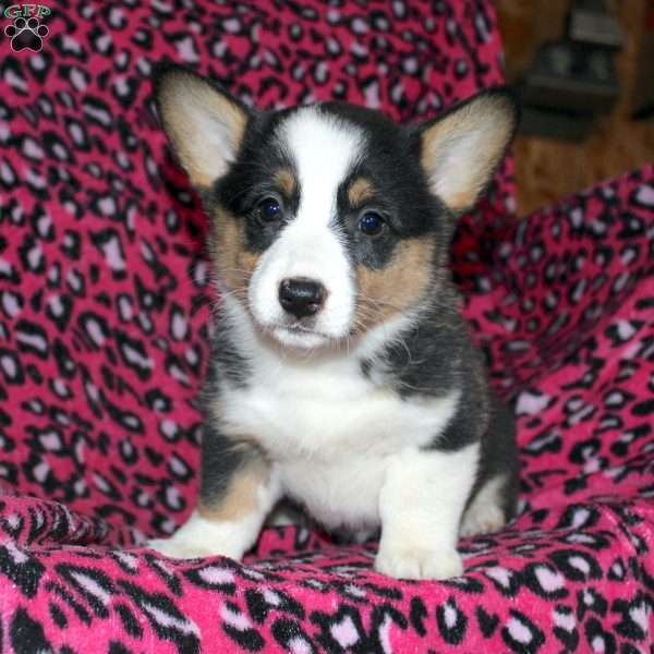 Peanut, Pembroke Welsh Corgi Puppy