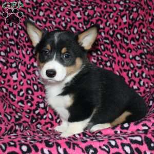 Pepper, Pembroke Welsh Corgi Puppy