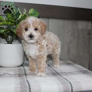 Dolly, Miniature Poodle Puppy