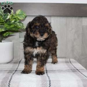 Jolly, Miniature Poodle Puppy