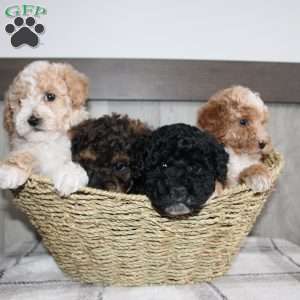 Molly, Miniature Poodle Puppy