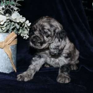 Lacey, Cocker Spaniel Puppy