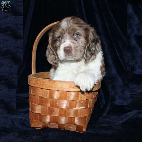 Leo, Cocker Spaniel Puppy