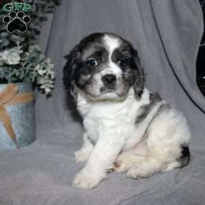 Lucas, Cocker Spaniel Puppy