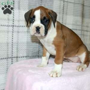 Spice, Boxer Puppy