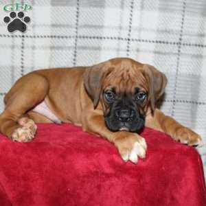 Snoopy, Boxer Puppy