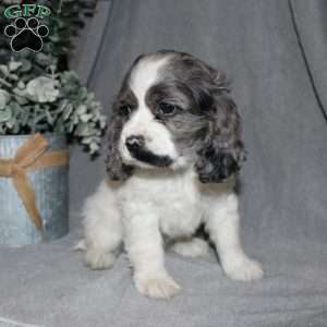 Lucy, Cocker Spaniel Puppy