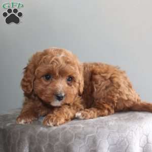 Joanna, Mini Aussiedoodle Puppy