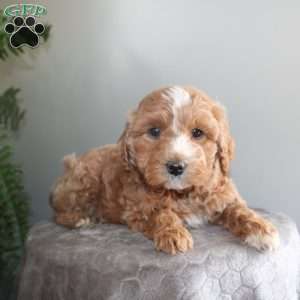 Janey, Mini Aussiedoodle Puppy