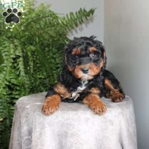 Julie, Mini Aussiedoodle Puppy