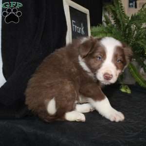 Frank, Border Collie Puppy