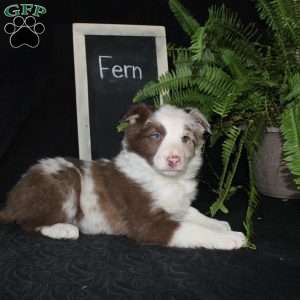 Fern, Border Collie Puppy