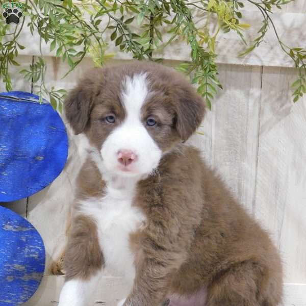 Jackson, Border Collie Puppy