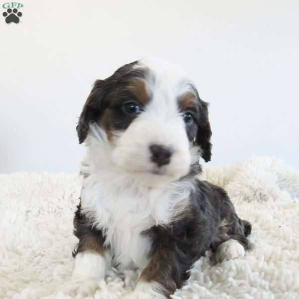 Dallas, Mini Bernedoodle Puppy