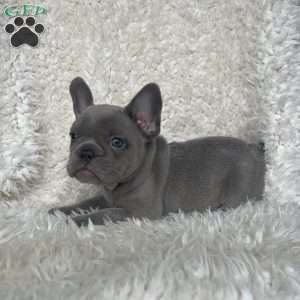 Gracie, French Bulldog Puppy