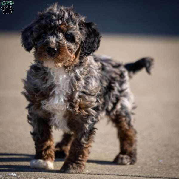 Tassle, Mini Bernedoodle Puppy