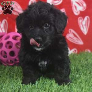 Quincy, Aussiedoodle Puppy